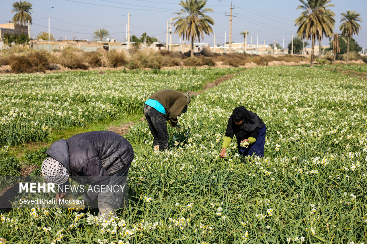 Harvesting flowers in Khuzestan