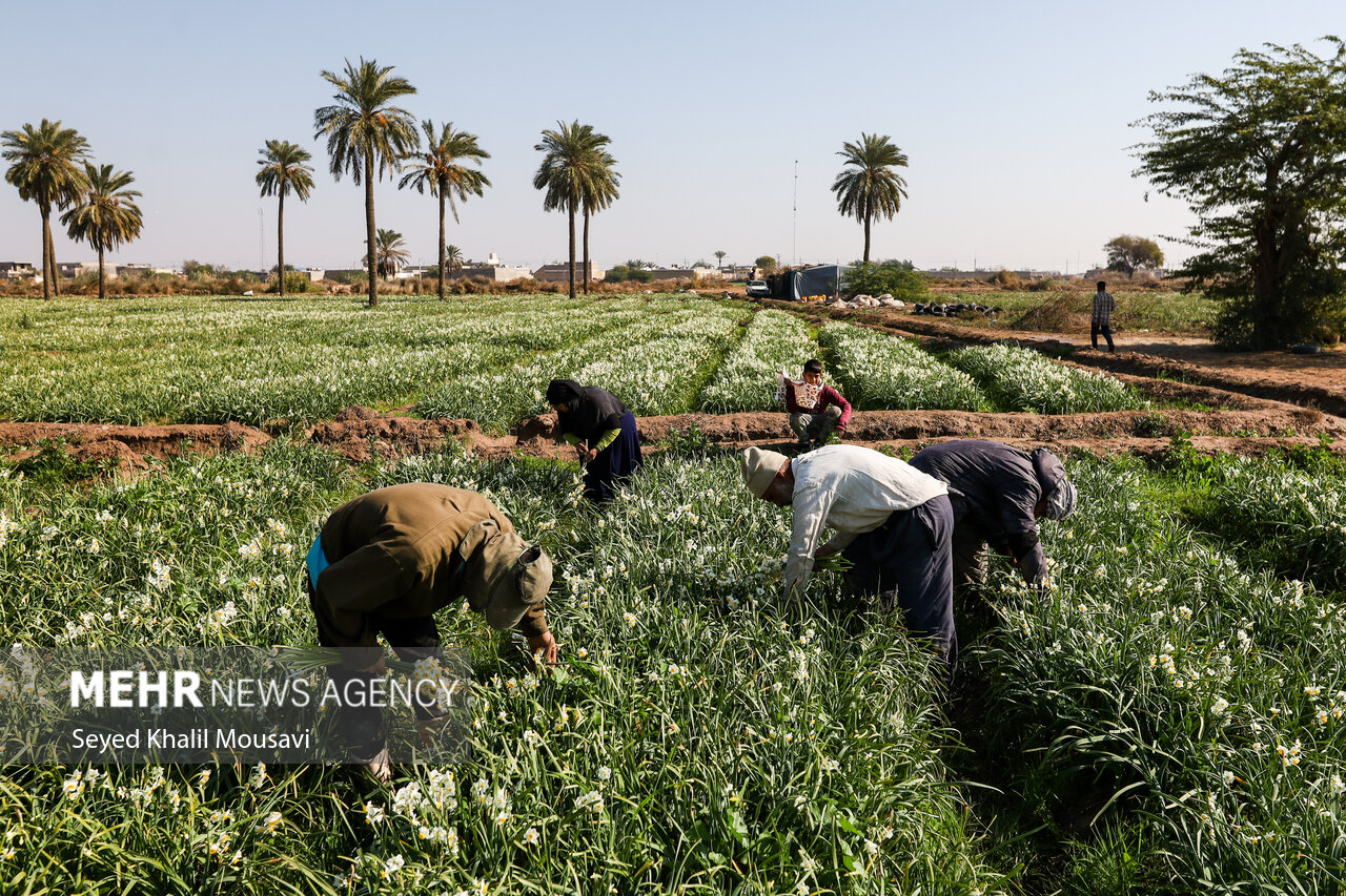 Harvesting flowers in Khuzestan