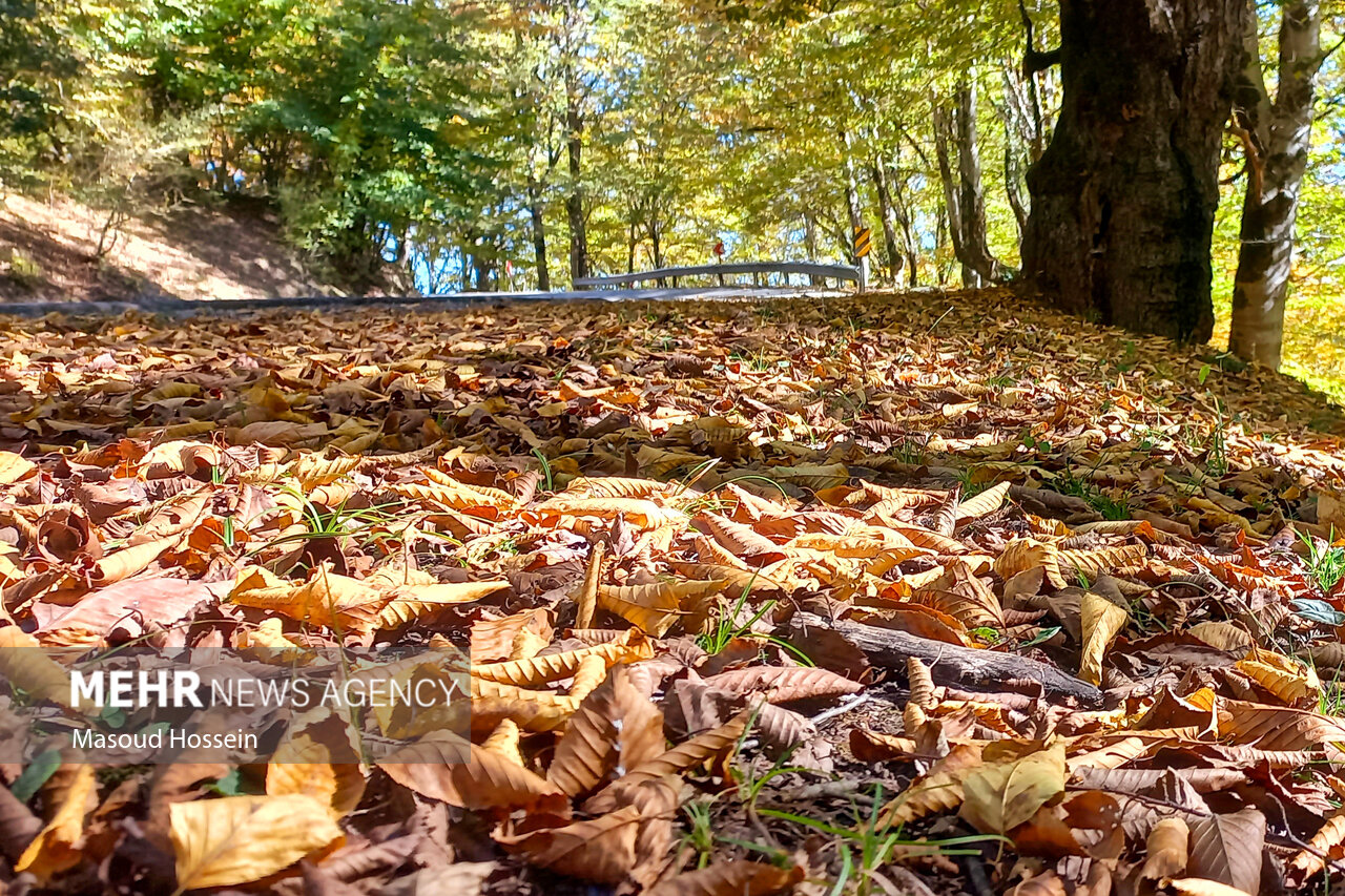 Autumnal leaf drop in Savadkuh