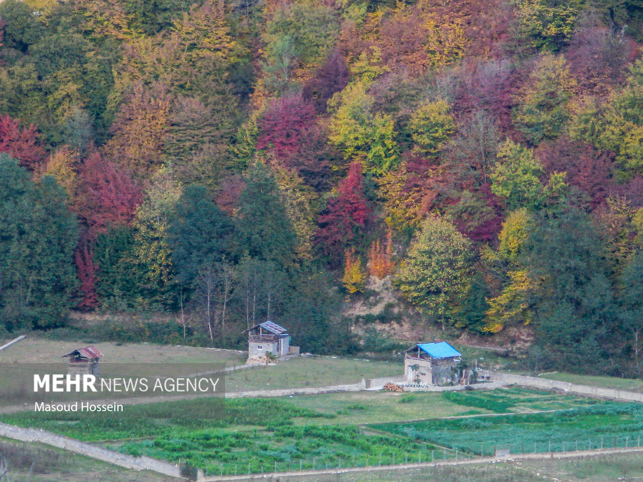 Autumnal leaf drop in Savadkuh