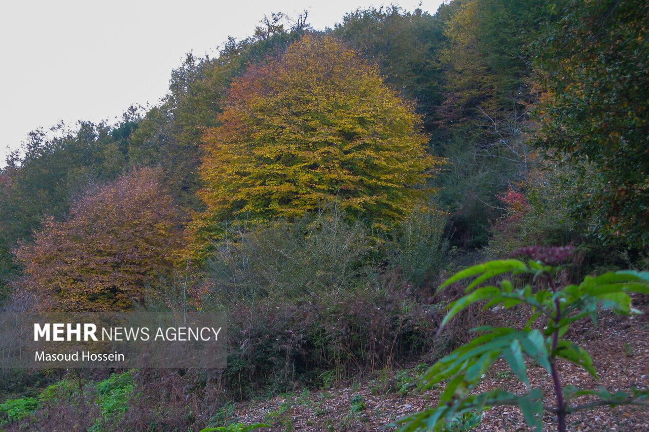 Autumnal leaf drop in Savadkuh