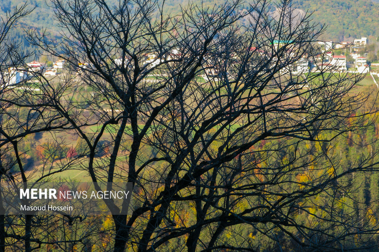 Autumnal leaf drop in Savadkuh