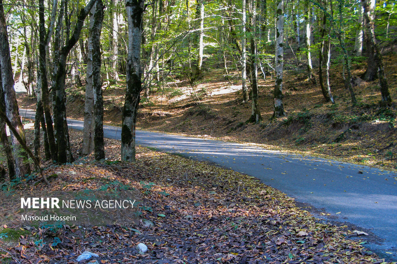 Autumnal leaf drop in Savadkuh