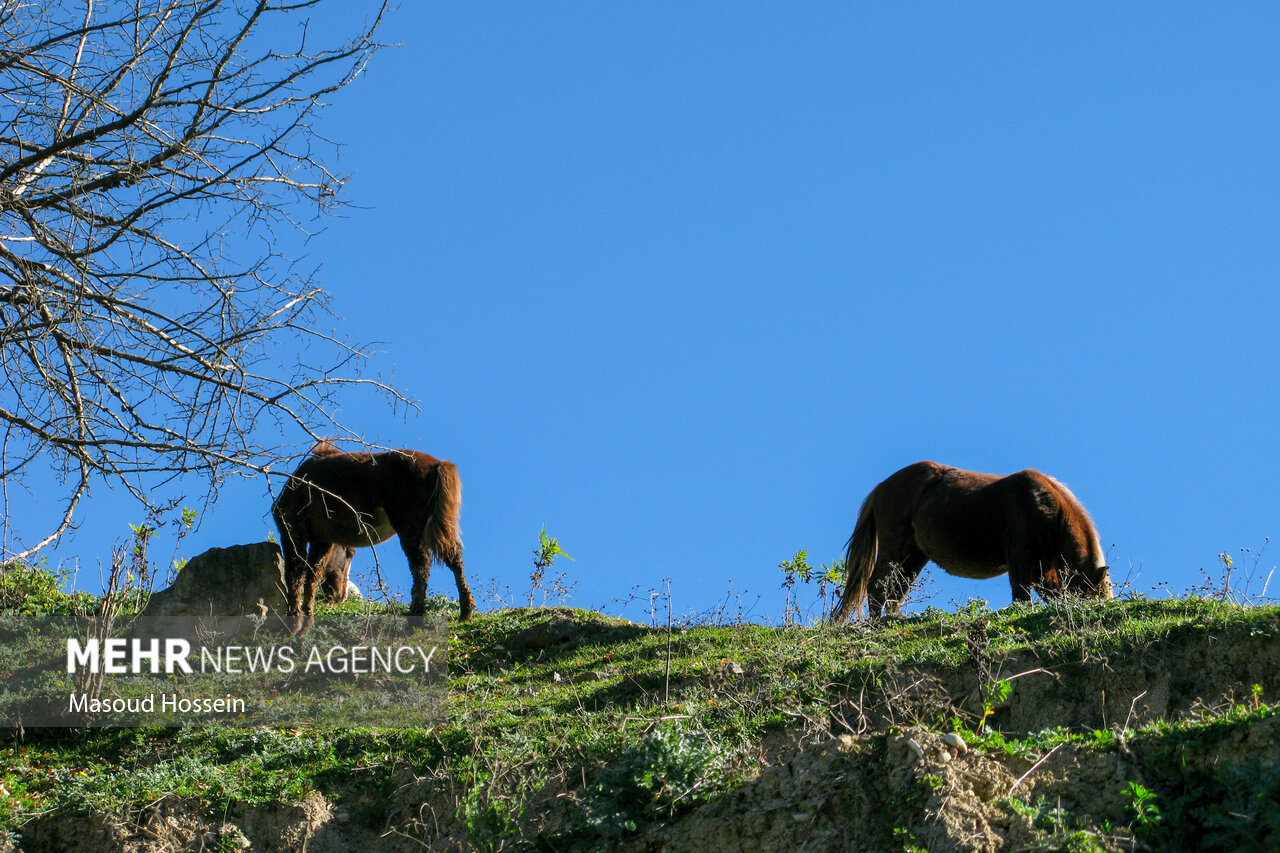 Autumnal leaf drop in Savadkuh