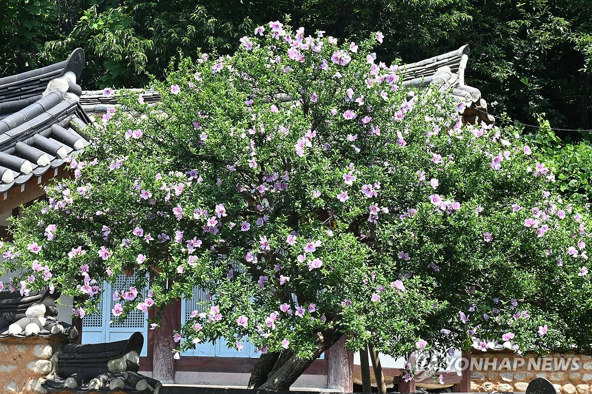 Oldest nat'l flower tree in bloom