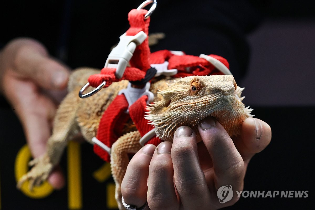 Lizard at pet exhibition