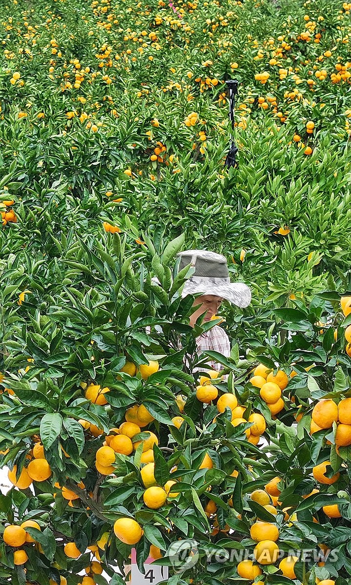 Tangerine harvesting