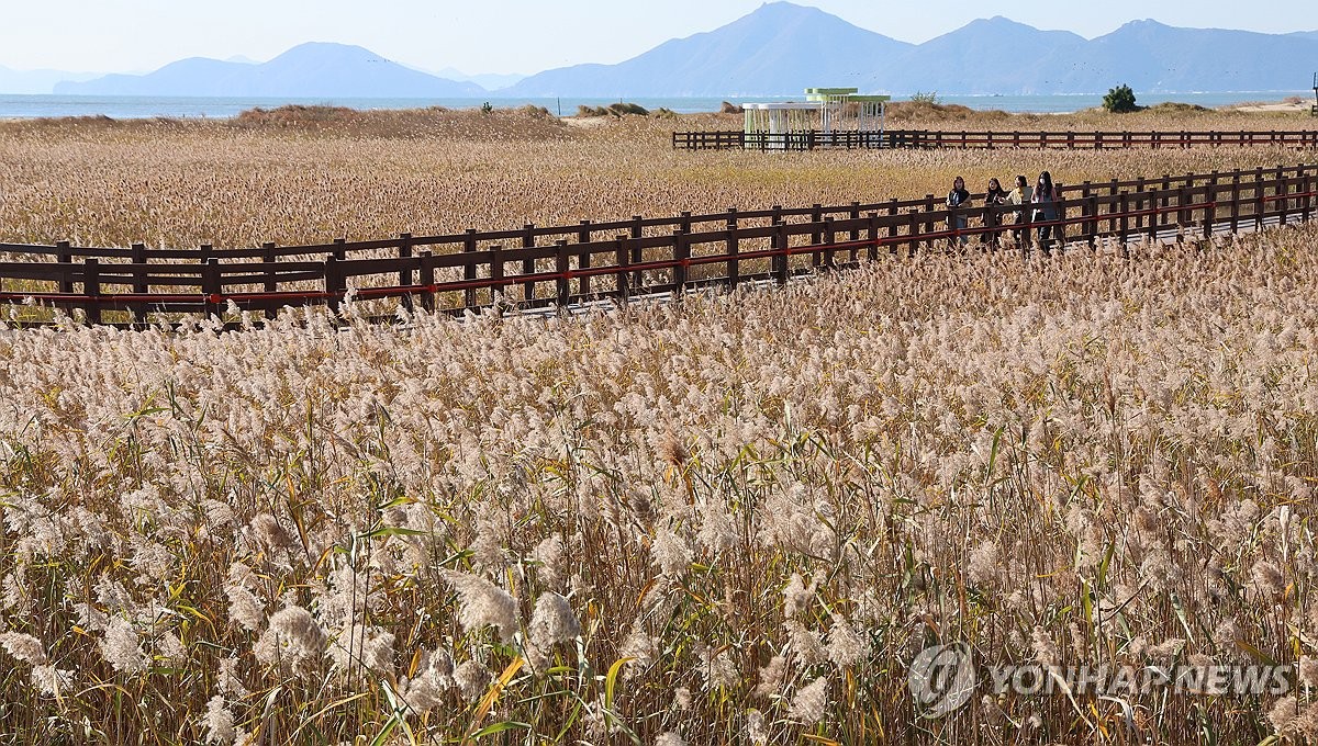 Autumn reeds