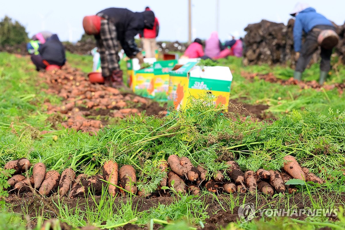 Carrot harvest