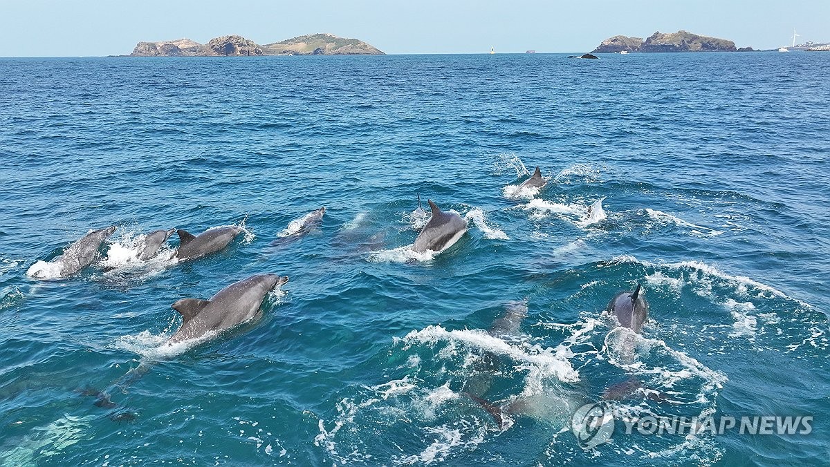 Bottlenose dolphins off Jeju