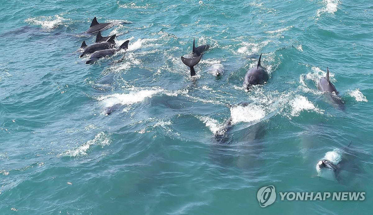 Bottlenose dolphins off Jeju