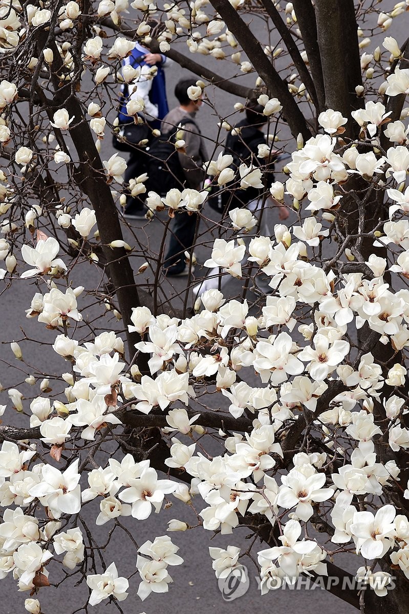 Magnolia blooms in Seoul