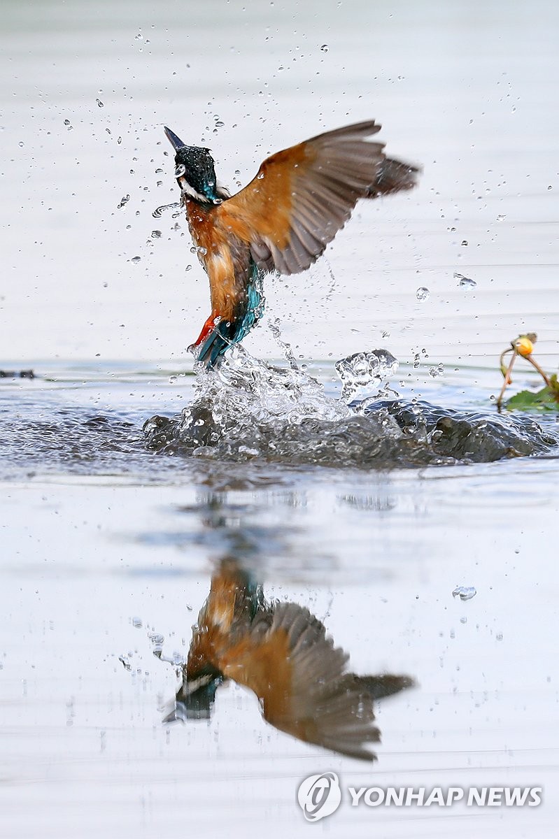 Common kingfisher's hunt