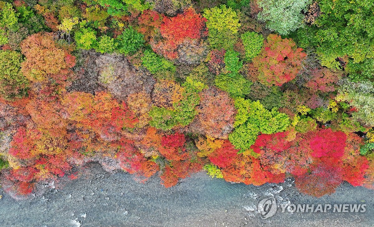 Fall foliage
