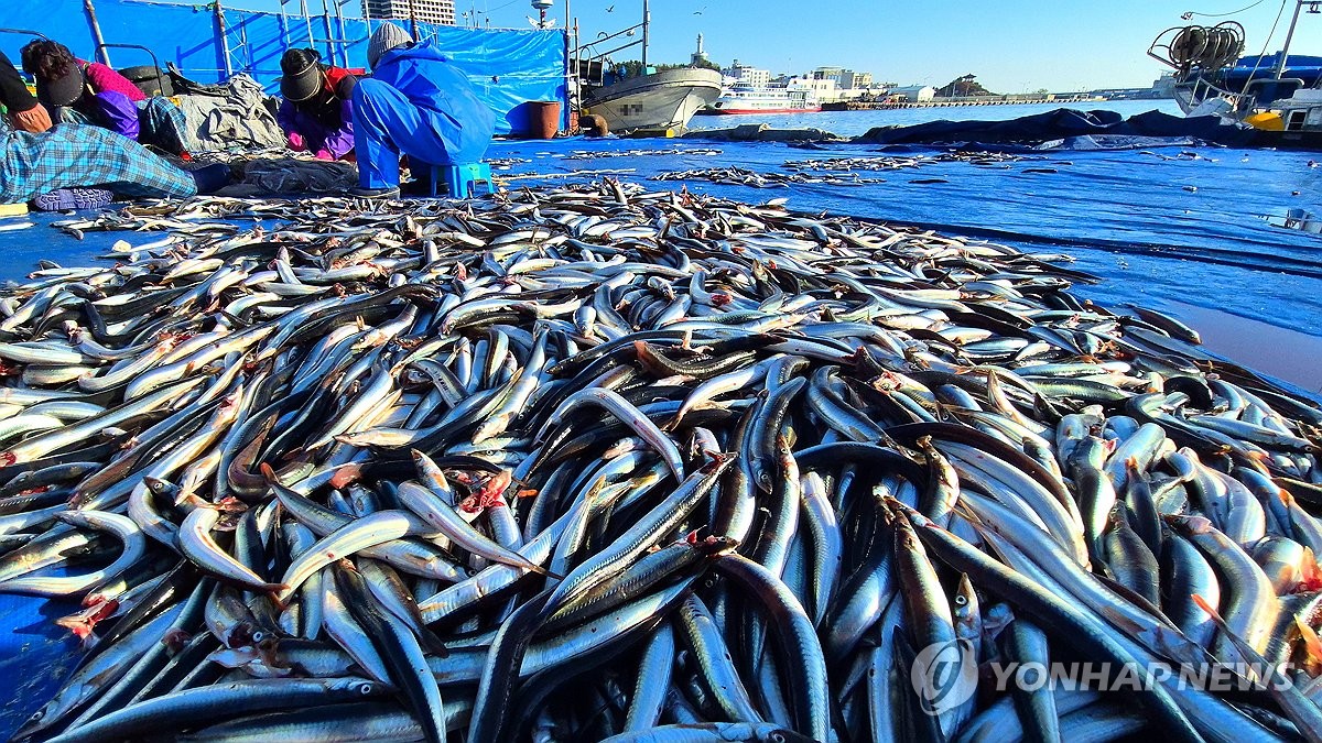 Big haul of sand lance in S. Korea