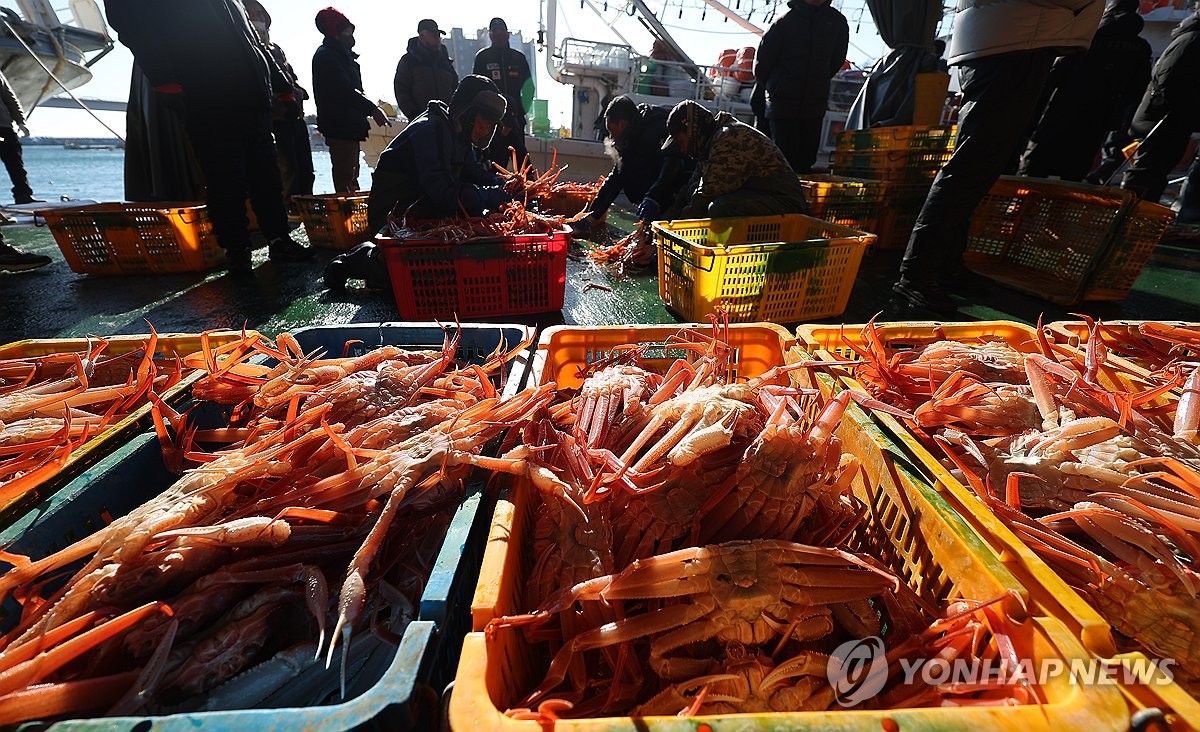 1st queen crab auction at S. Korean port
