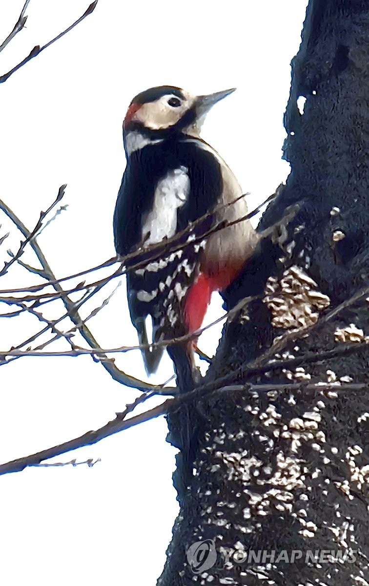 Five-colored woodpecker