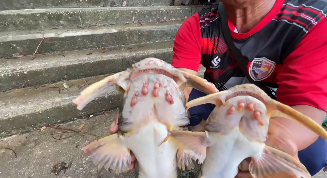 fish 
