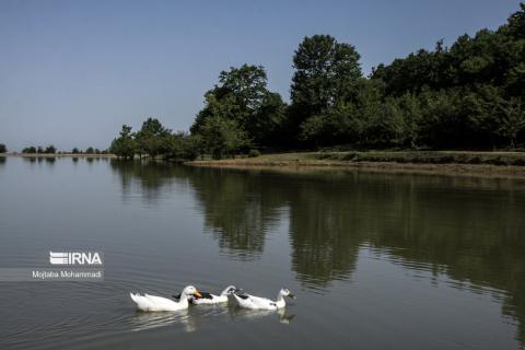 Rasht, the city which is always awake