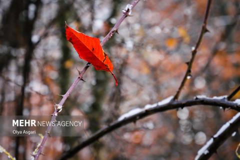 Autumn in the Heights of Golestan