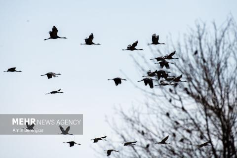 cranes