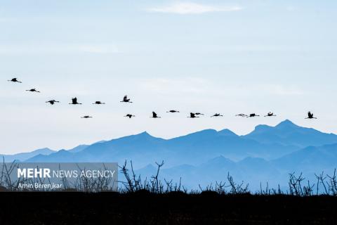 cranes