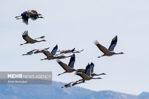 cranes