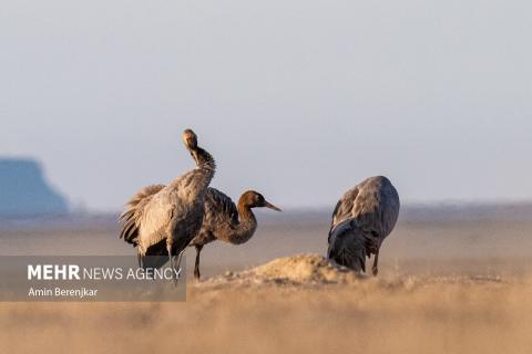 cranes