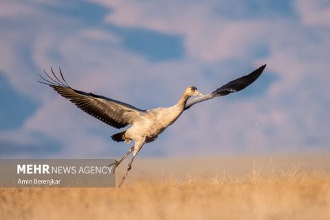 cranes