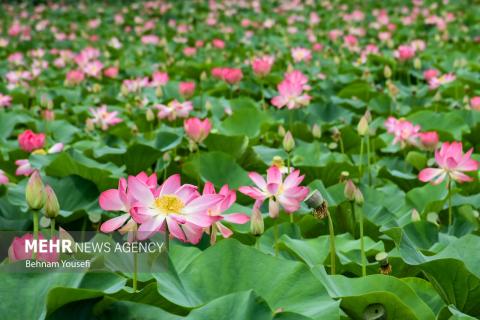 Anzali Wetland; A Spectacular Landscape of Northern Iran