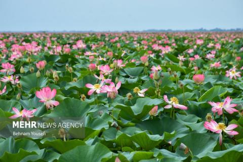 Anzali Wetland; A Spectacular Landscape of Northern Iran