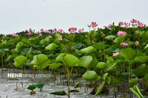 Anzali Wetland; A Spectacular Landscape of Northern Iran