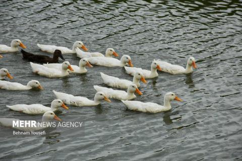 Anzali Wetland; A Spectacular Landscape of Northern Iran