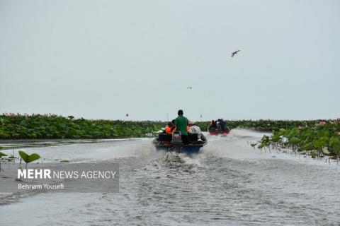 Anzali Wetland; A Spectacular Landscape of Northern Iran