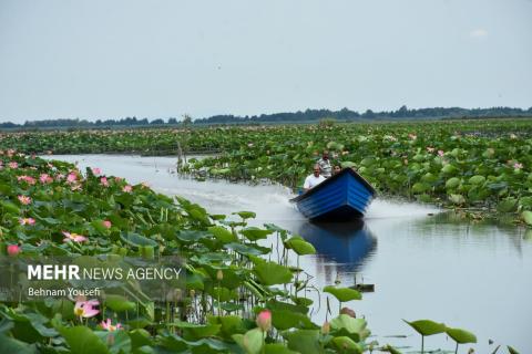 Anzali Wetland; A Spectacular Landscape of Northern Iran