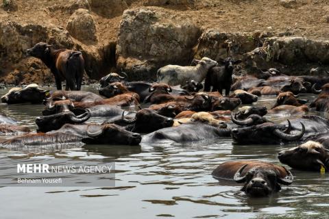Anzali Wetland; A Spectacular Landscape of Northern Iran