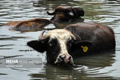 Anzali Wetland; A Spectacular Landscape of Northern Iran