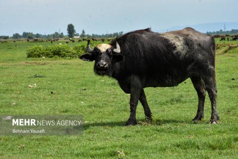 Anzali Wetland; A Spectacular Landscape of Northern Iran