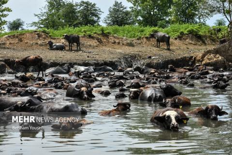 Anzali Wetland; A Spectacular Landscape of Northern Iran