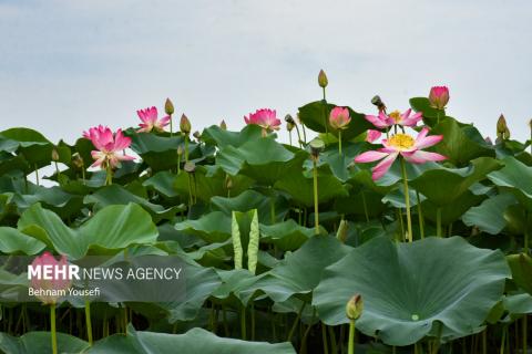 Anzali Wetland; A Spectacular Landscape of Northern Iran