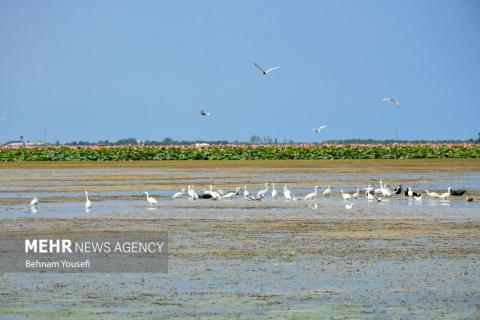 Anzali Wetland; A Spectacular Landscape of Northern Iran