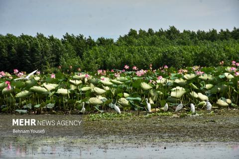 Anzali Wetland; A Spectacular Landscape of Northern Iran