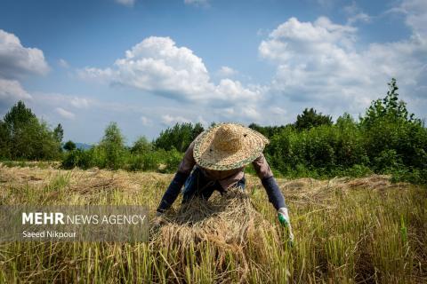 The Story of the Rice Harvest Season in Gilan’s Paddy Fields