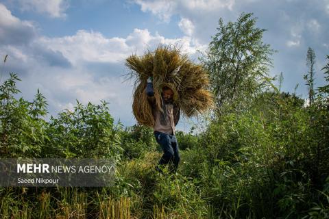 The Story of the Rice Harvest Season in Gilan’s Paddy Fields