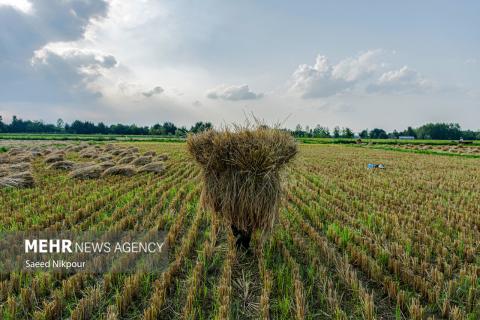 The Story of the Rice Harvest Season in Gilan’s Paddy Fields