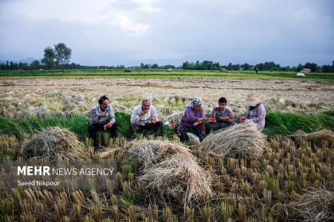 The Story of the Rice Harvest Season in Gilan’s Paddy Fields