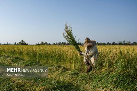 The Story of the Rice Harvest Season in Gilan’s Paddy Fields