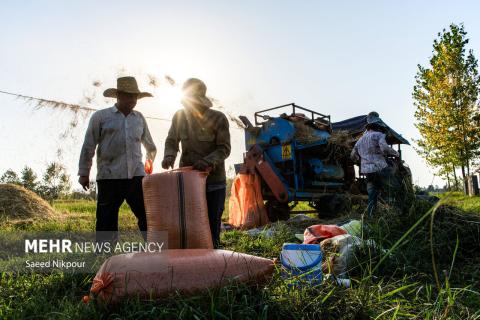 The Story of the Rice Harvest Season in Gilan’s Paddy Fields