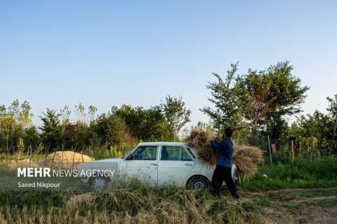 The Story of the Rice Harvest Season in Gilan’s Paddy Fields