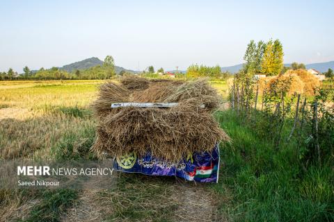 The Story of the Rice Harvest Season in Gilan’s Paddy Fields